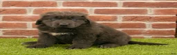 Newfoundland dogs for sale: Hannah - Ad 4