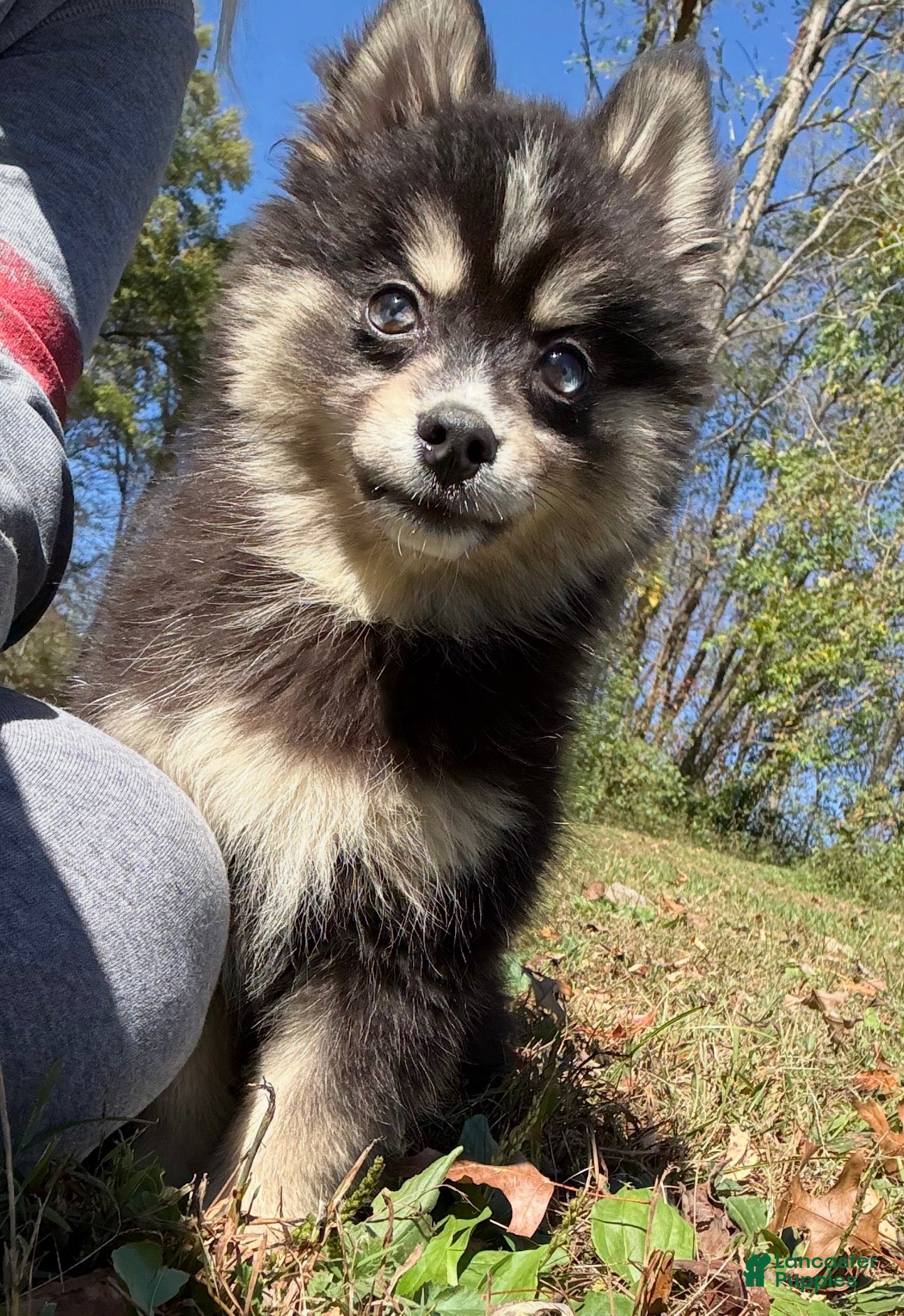 Pomsky dogs for sale: Thunder - Ad 2