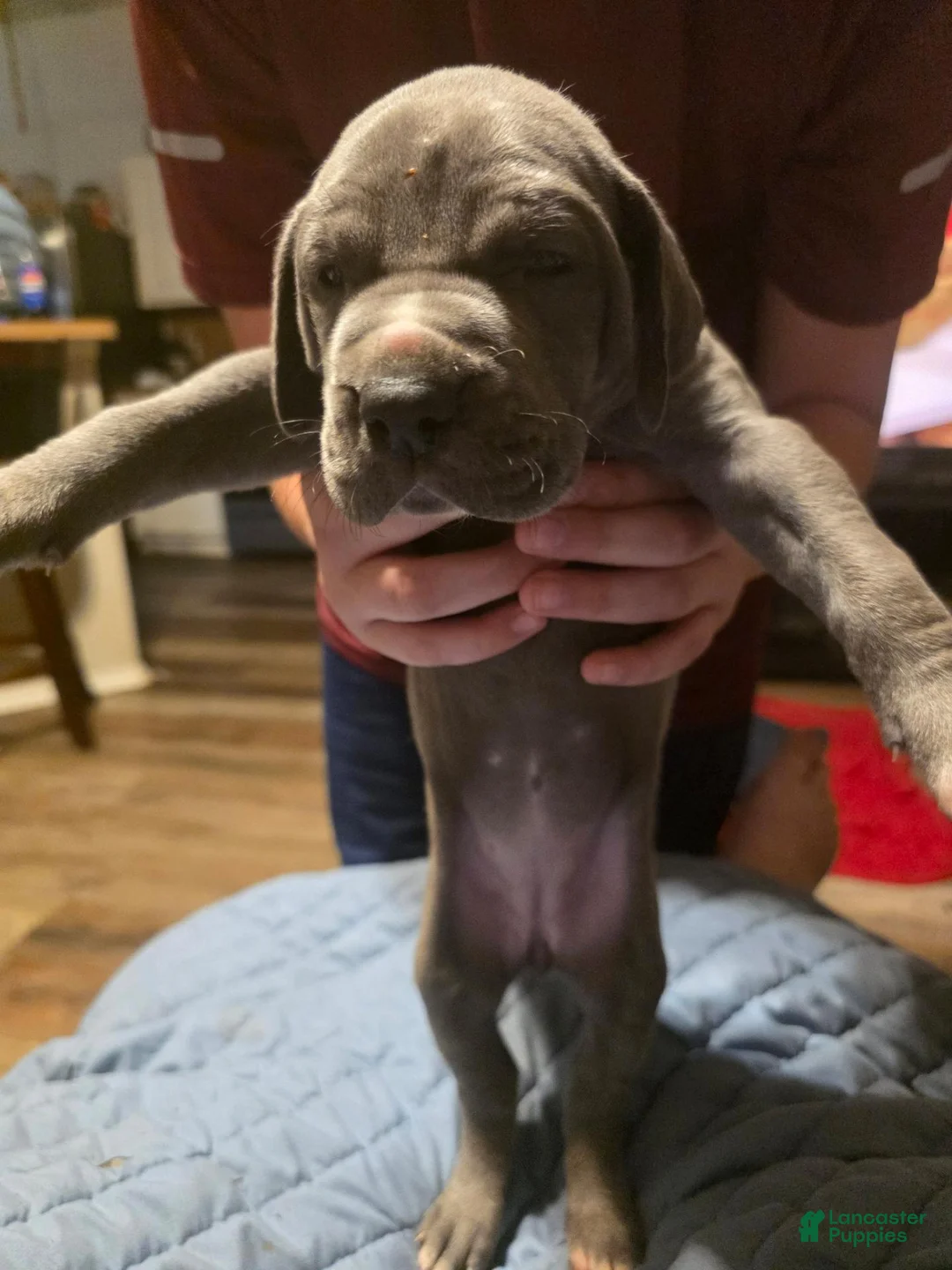 Great Dane dogs for sale: Loretta - Ad 1