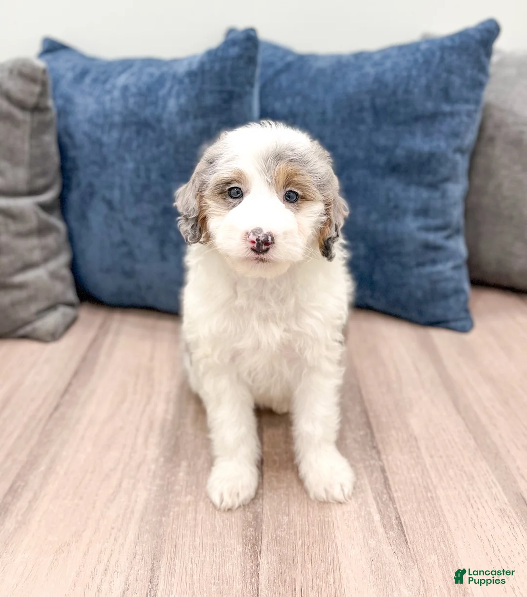 Mini Sheepadoodle dogs for sale: Clarabelle - Ad 1