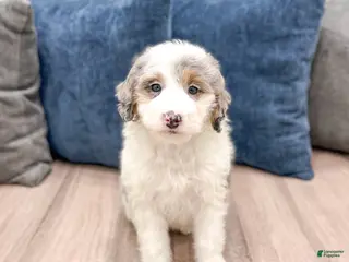 Mini Sheepadoodle dogs for sale: Clarabelle - Ad 1