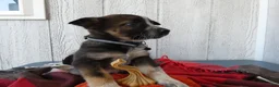 Australian Cattle Dog dogs for sale: Australian Cattle Dog 8 Maddie - Ad 4