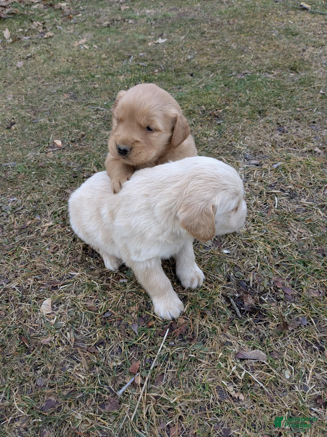 Golden Retriever dogs for sale: Golden Retriever Puppy 2 - Ad 5