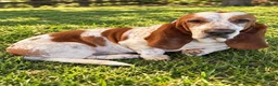 Basset Hound dogs for sale: Josie - Ad 3