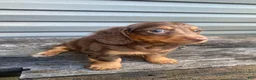 Miniature Dachshund dogs for sale: Pearl - Ad 3