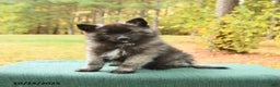 Keeshond dogs for sale: Monty - Ad 2