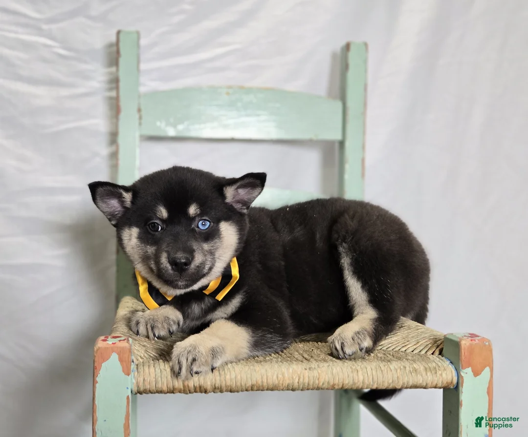 Pomsky dogs for sale: Todd - Ad 1