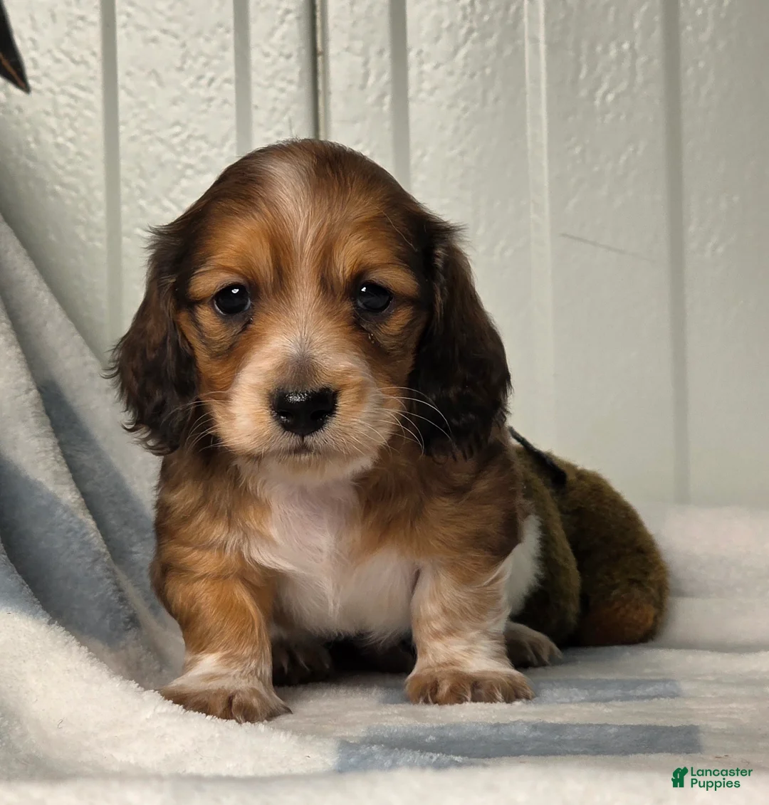 Dachshund dogs for sale: Cody - Ad 1