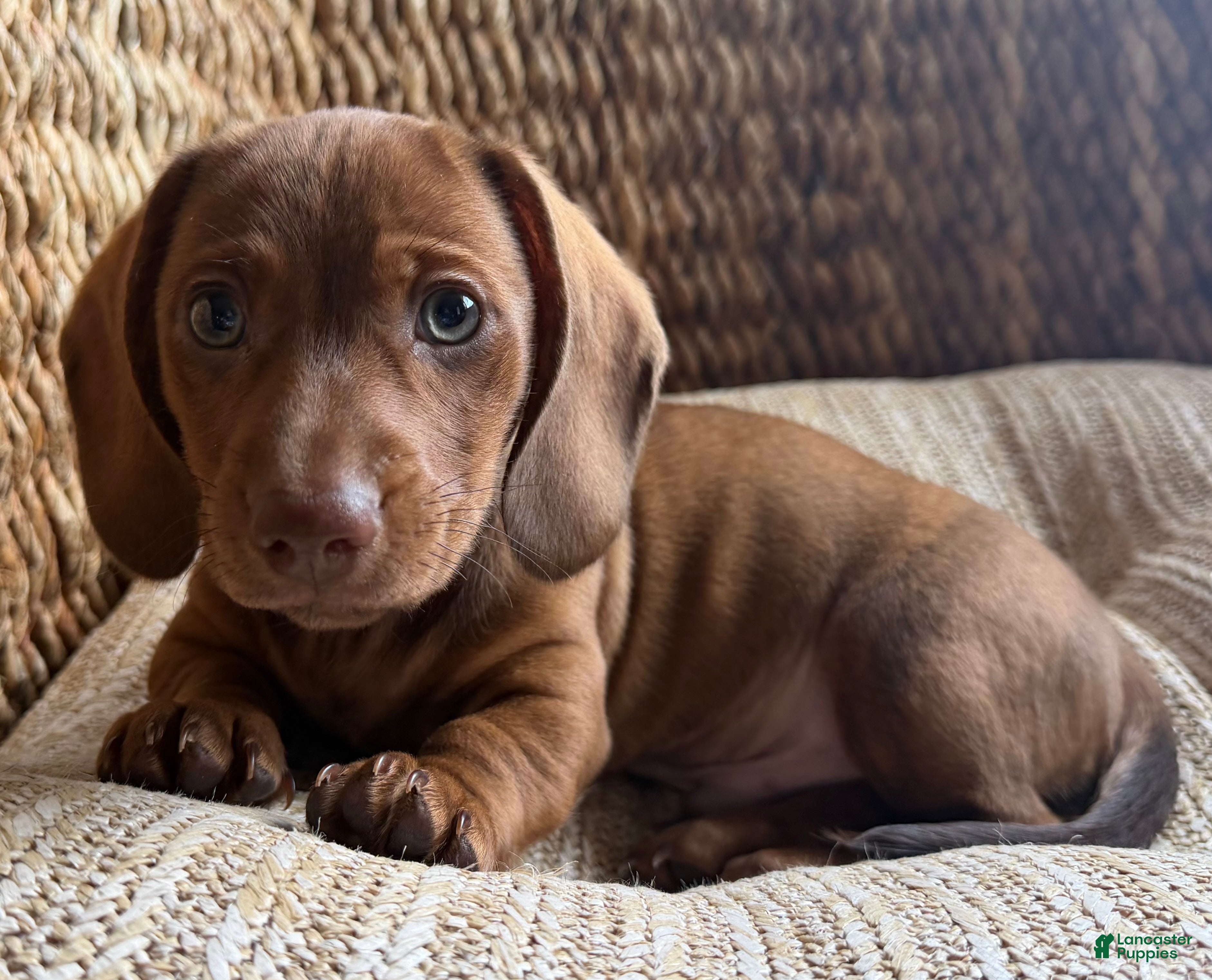 Dachshund dogs AVI - Ad 2