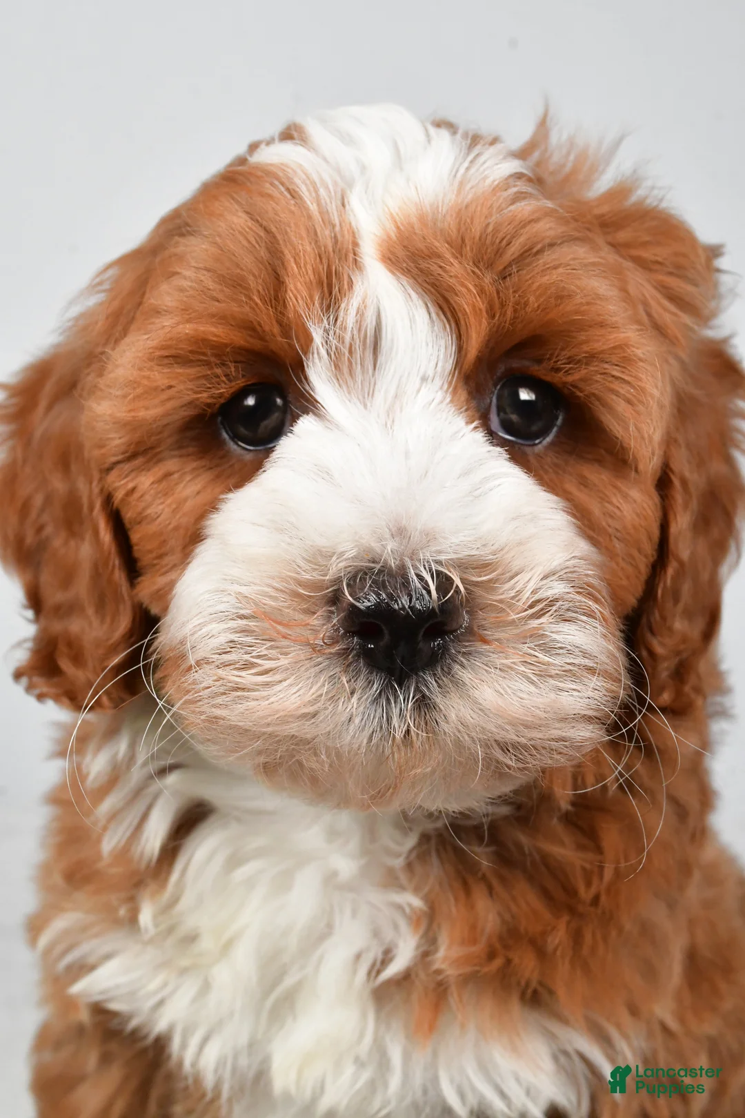 Cavapoo dogs for sale: Hank - Ad 2