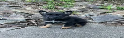 German Shepherd dogs for sale: Collar Red - Ad 8