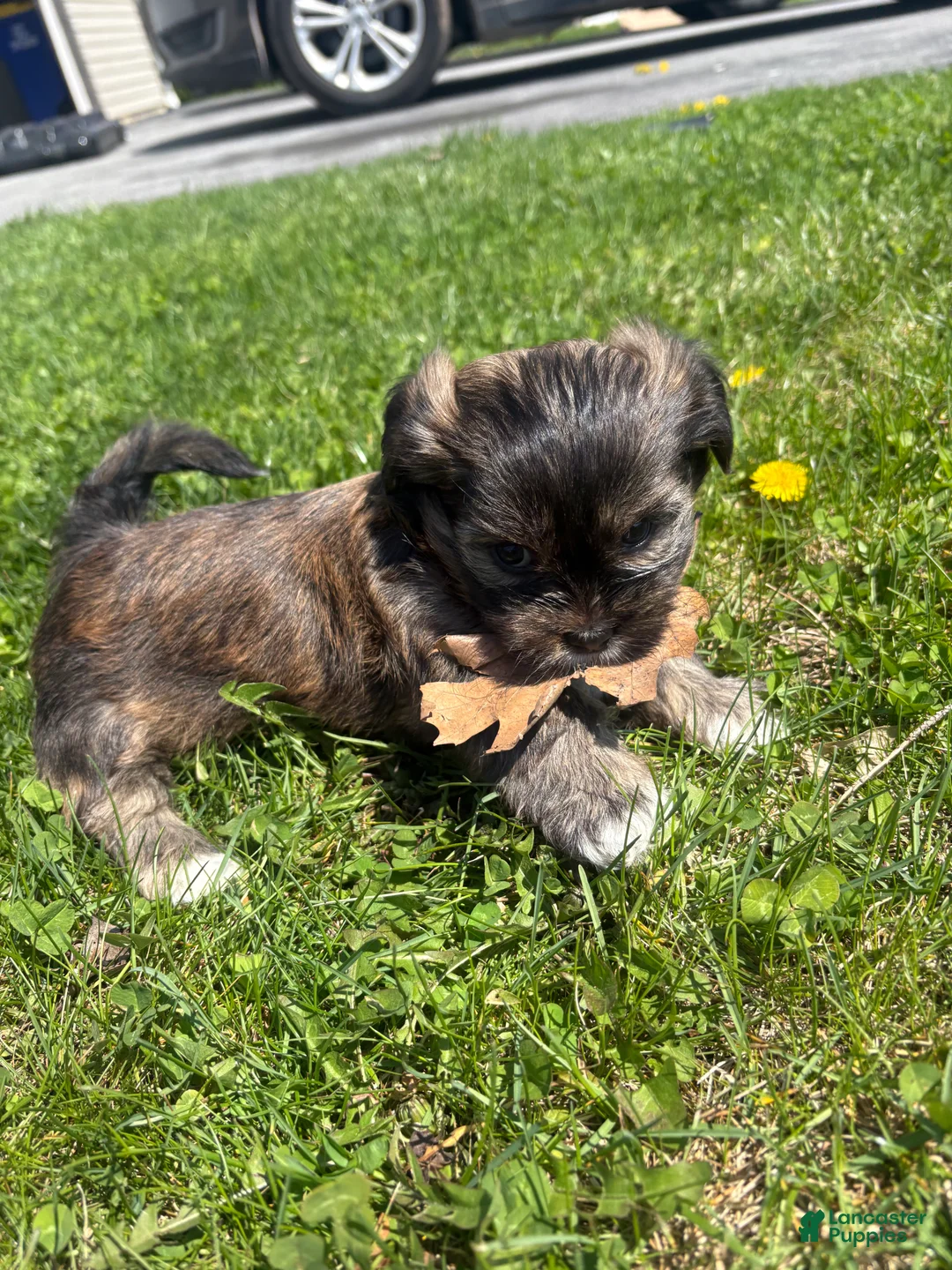 Mixed Breed dogs for sale: Nutmeg  - Ad 2