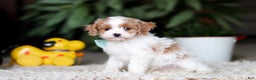 Cavapoo dogs for sale: Randy - Ad 3