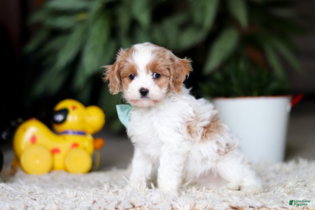 Cavapoo dogs for sale: Randy - Ad 3