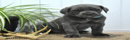 Cane Corso dogs for sale: Gipsy - Ad 4