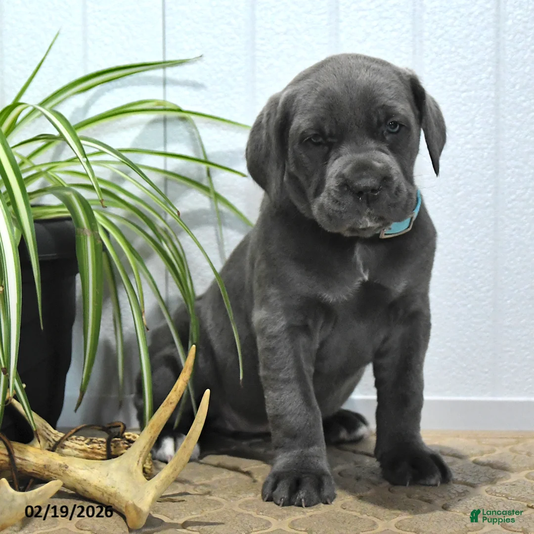 Cane Corso dogs for sale: Gipsy - Ad 4