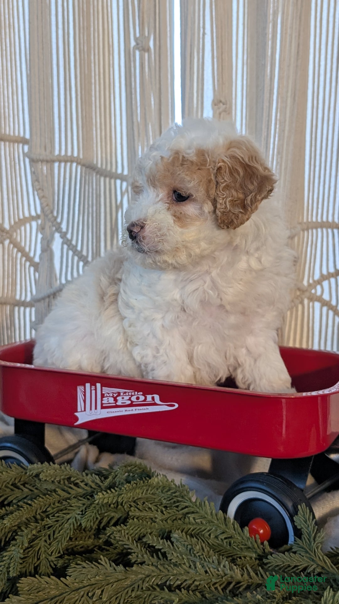 Cavapoo dogs for sale: Avery - Ad 3