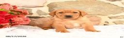 Labrador Retriever dogs for sale: Prince   - Ad 4