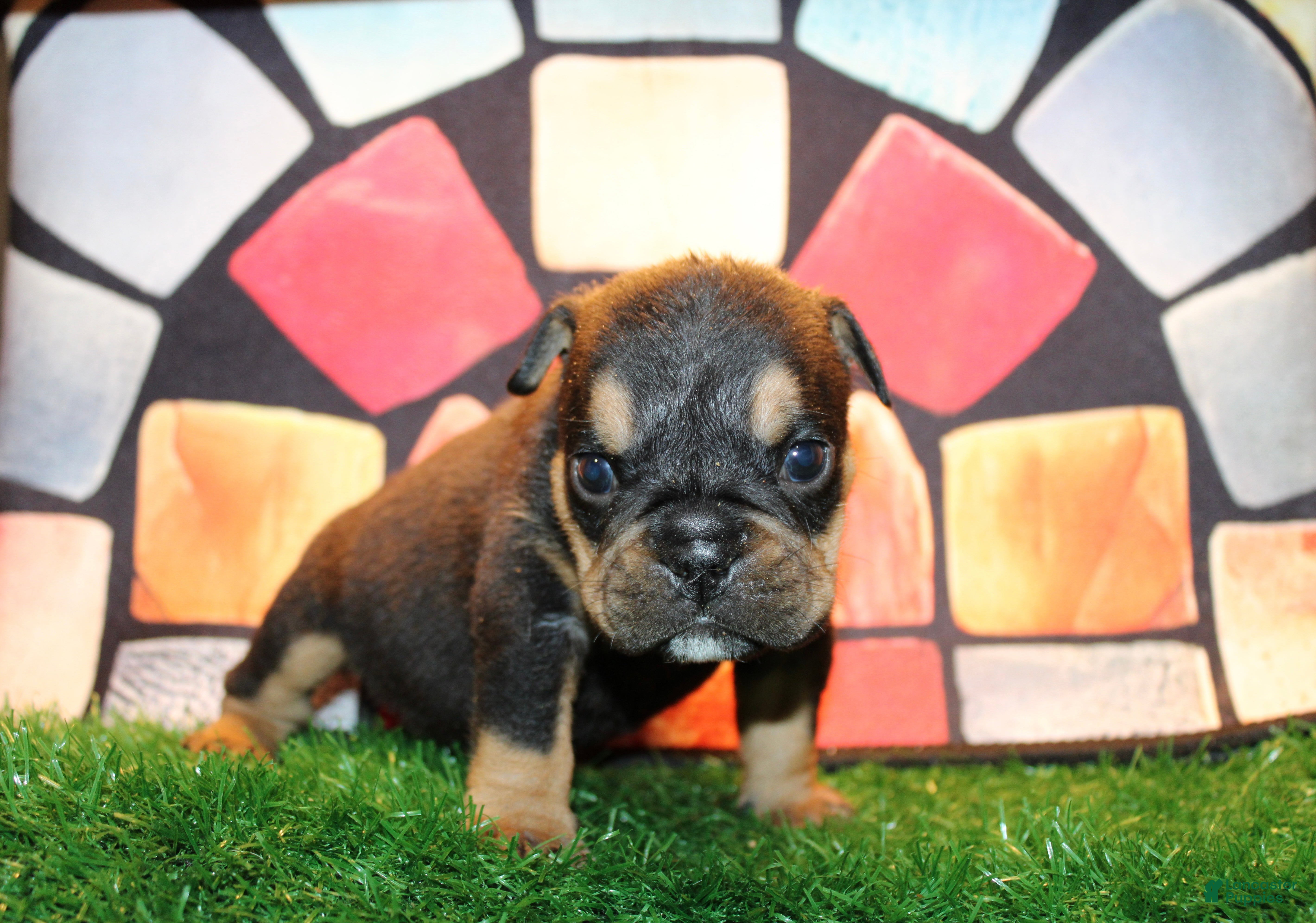 English Bulldog dogs Casino - Ad 37