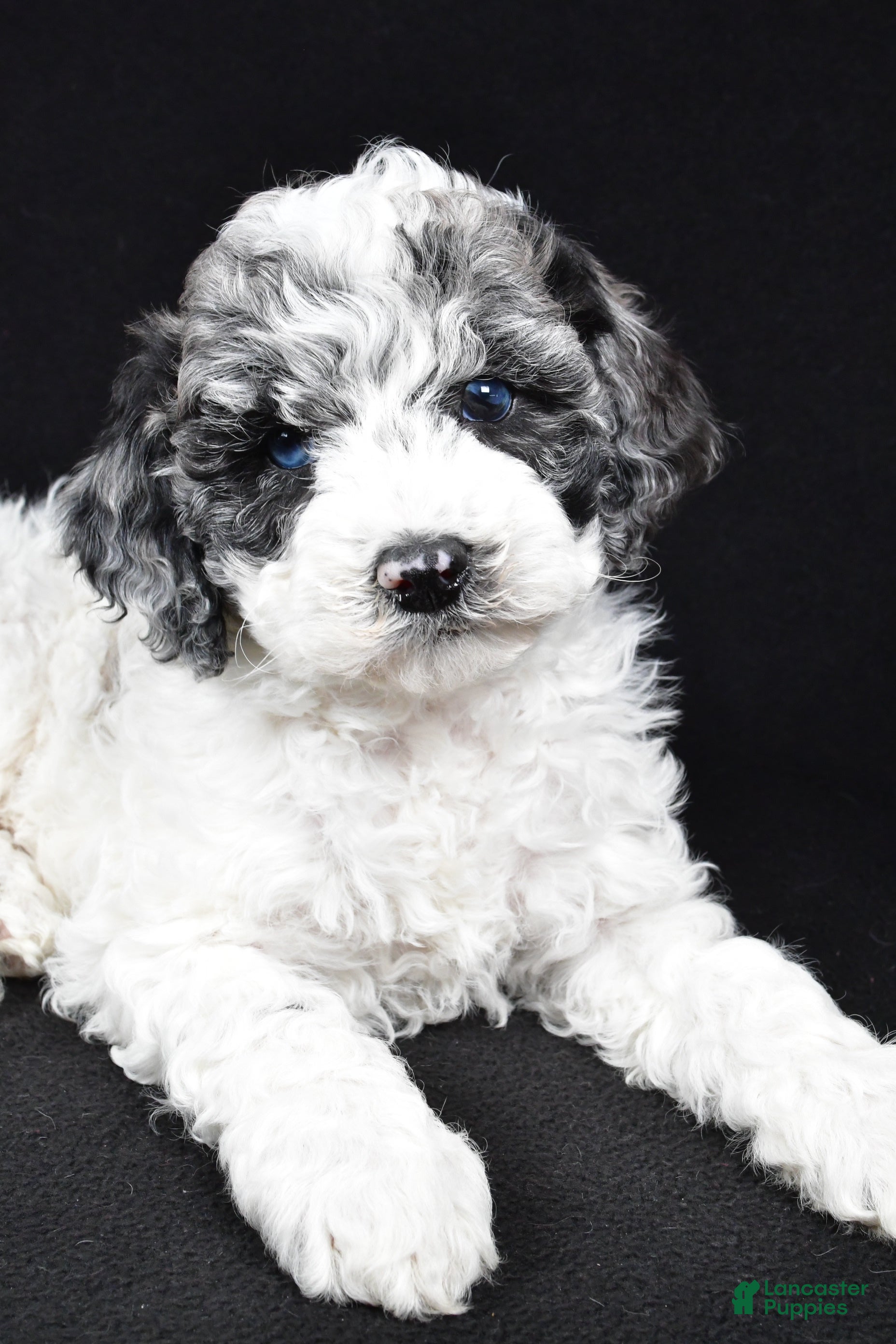 Cockapoo dogs Diesel - Ad 2