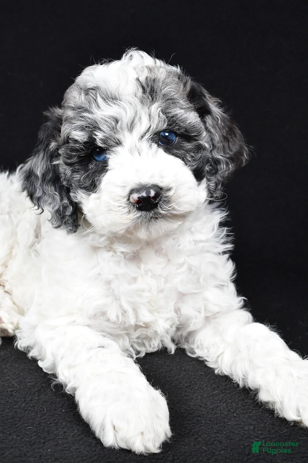 Cockapoo dogs for sale: Diesel - Ad 2