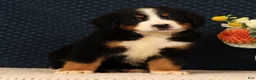 Bernese Mountain Dog dogs for sale: Hitch - Ad 5