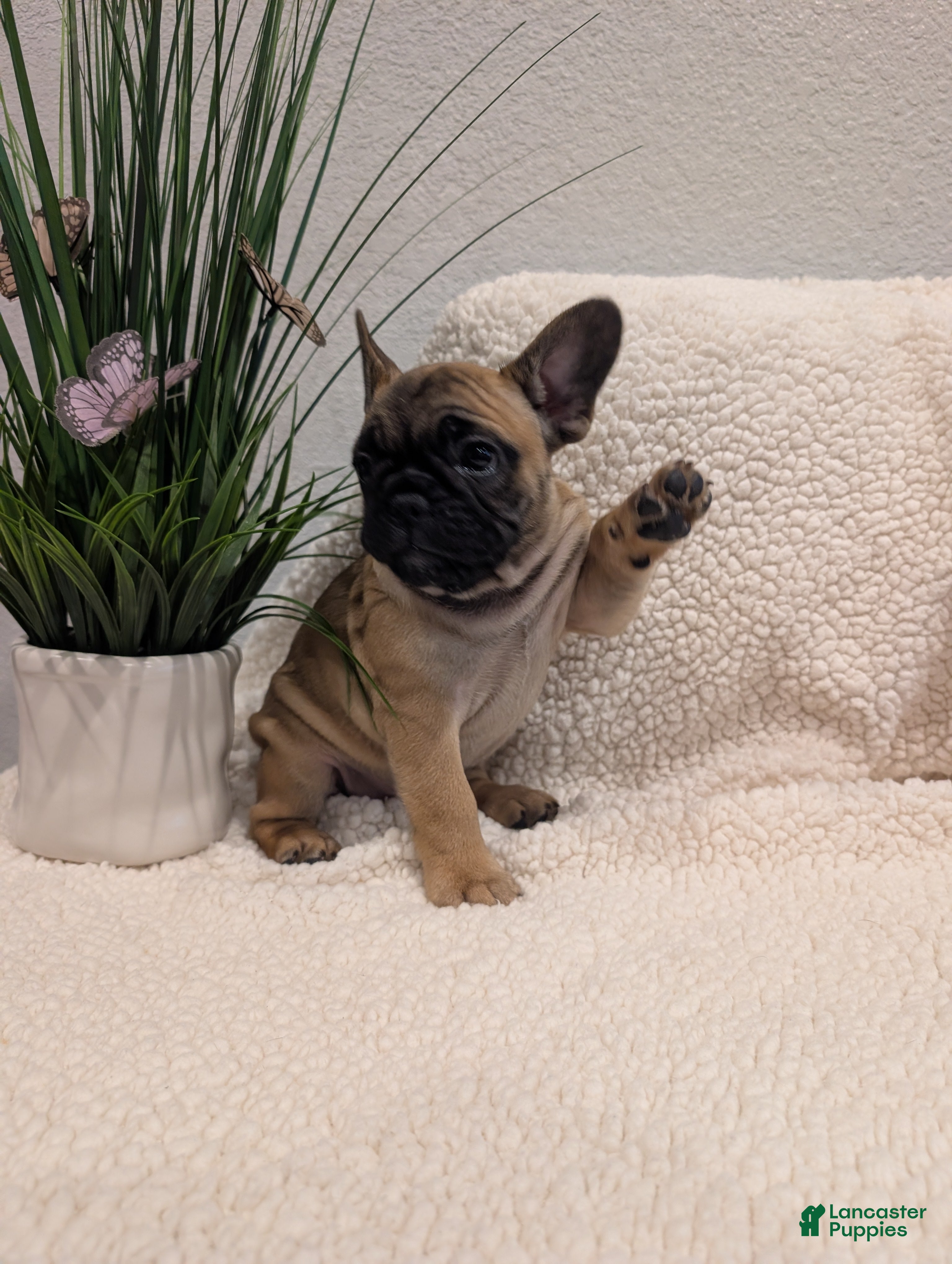 French Bulldog dogs French Bulldog Girl - Ad 33