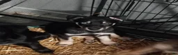 Mixed Breed dogs for sale: Mixed Breed 3 - Ad 3
