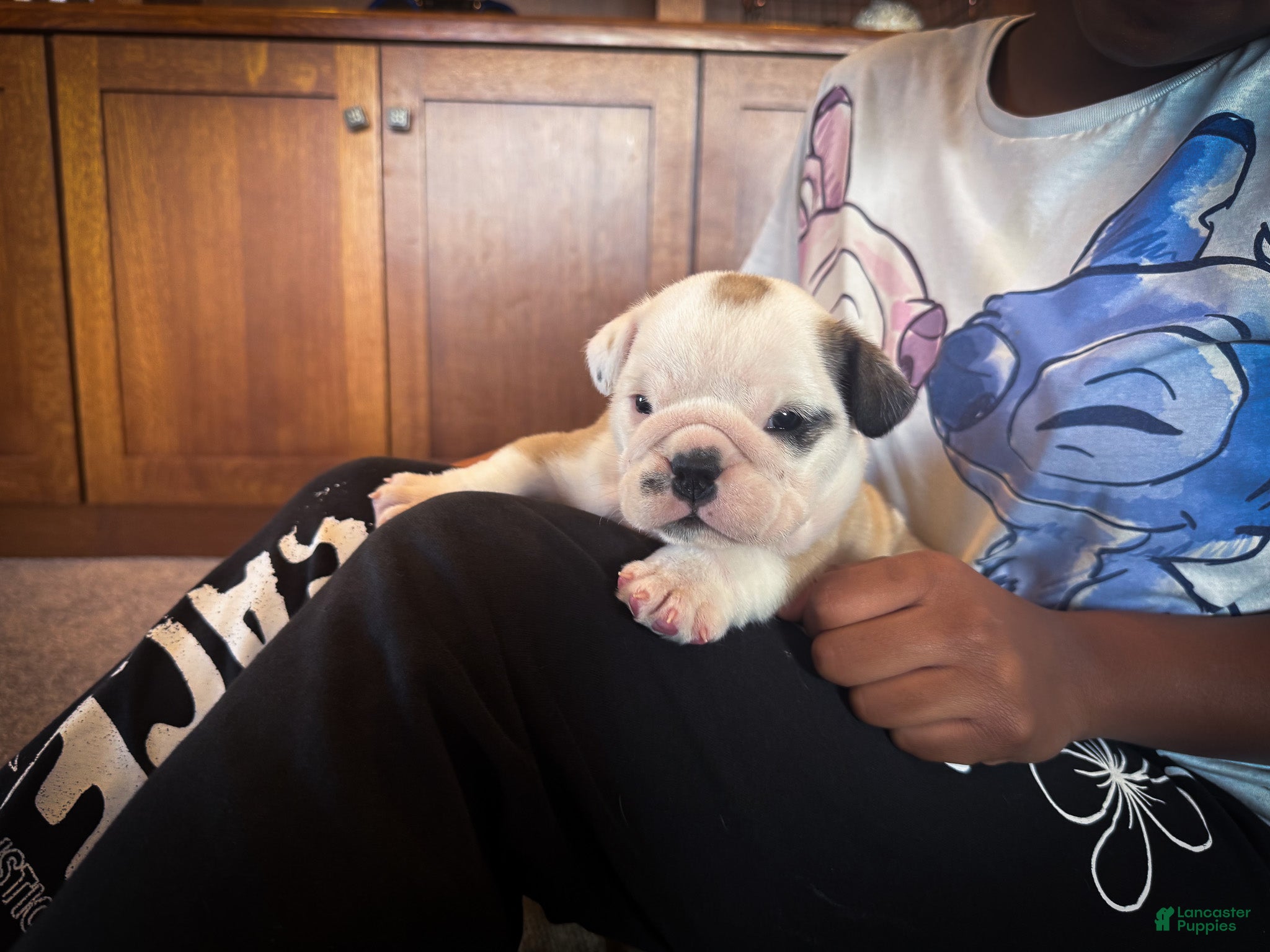 English Bulldog dogs Sterling - Ad 2