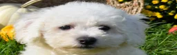 Bichon Frise dogs for sale: Tucker 🦴 - Ad 1