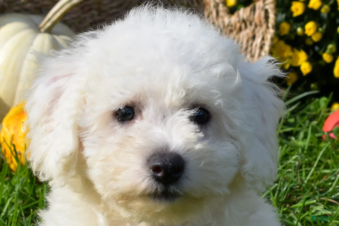 Bichon Frise dogs for sale: Tucker 🦴 - Ad 1
