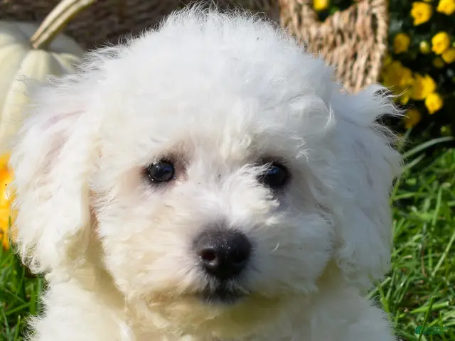 Bichon Frise dogs for sale: Tucker 🦴 - Ad 1