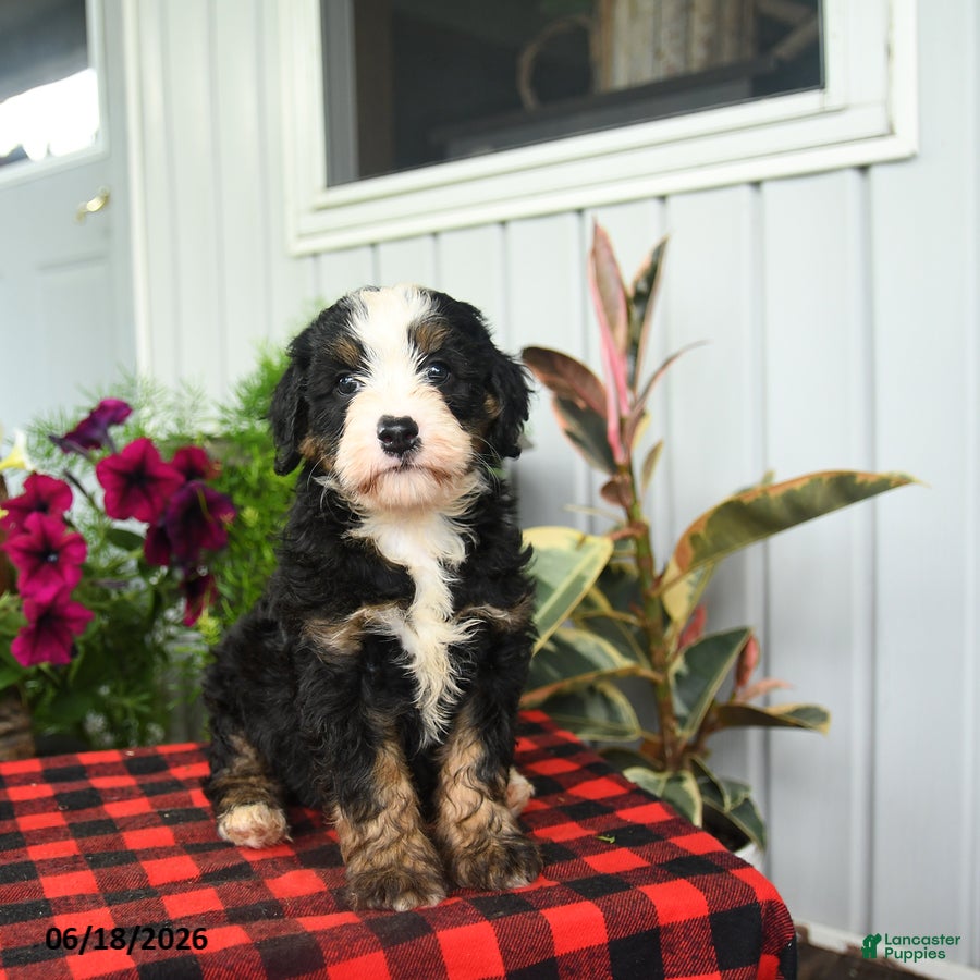 Mini Bernedoodle dogs Romeo - Ad 1