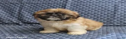 Shih Tzu dogs for sale: Chief - Ad 3