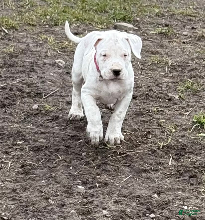 Dogo Argentino dogs Neon pink collar female - Ad 5