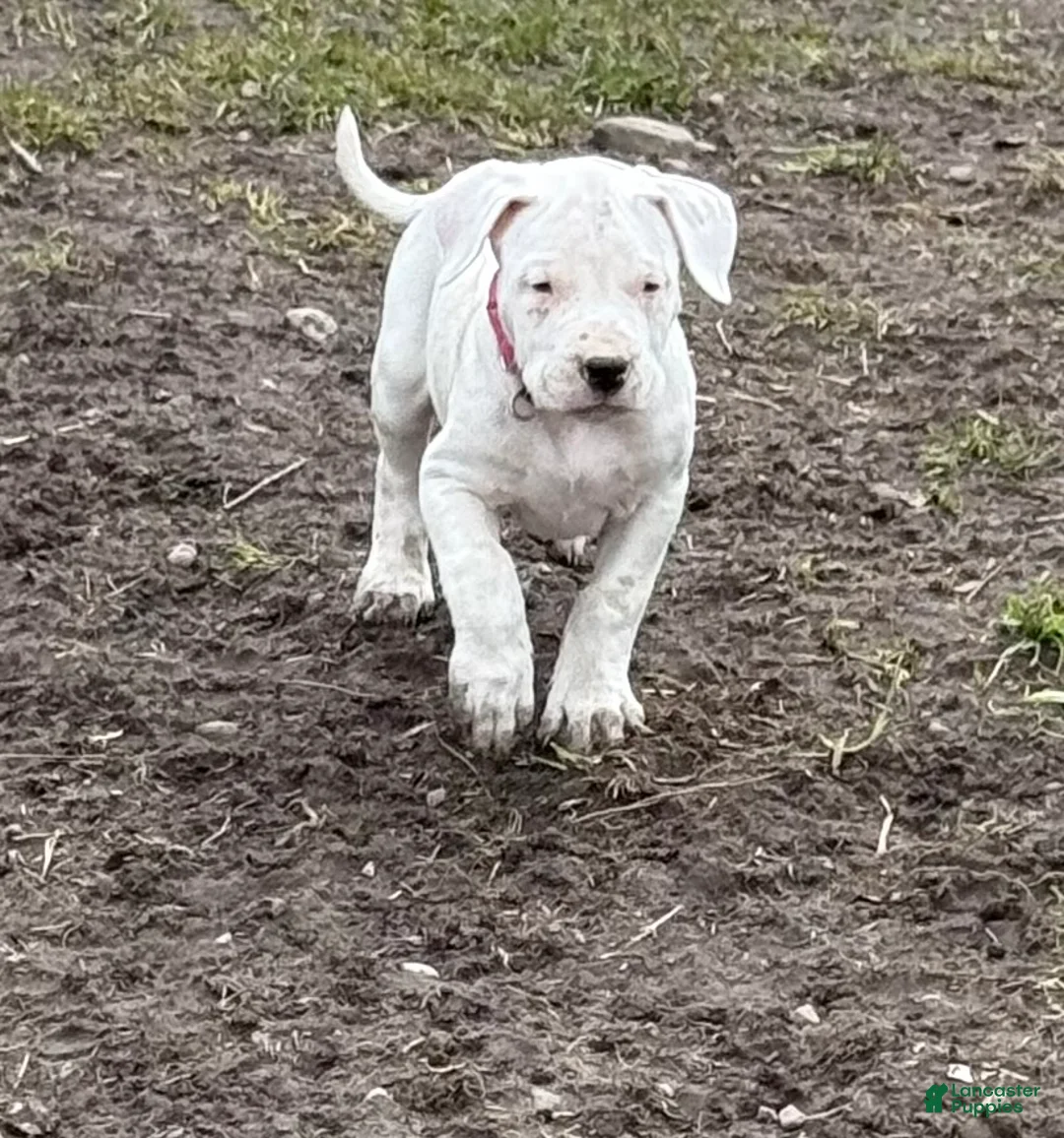 Dogo Argentino dogs for sale: Neon pink collar female - Ad 1