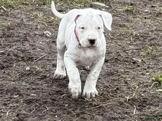 Dogo Argentino dogs Neon pink collar female - Ad 5
