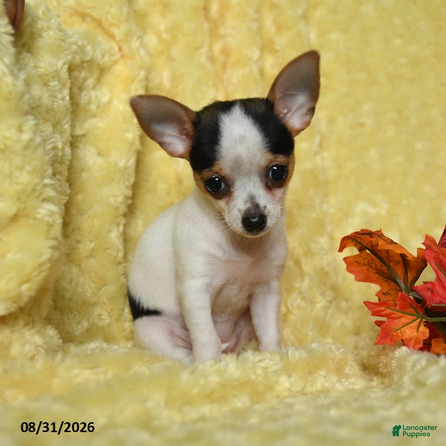 Chihuahua dogs Savannah - Ad 2