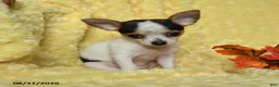Chihuahua dogs for sale: Savannah - Ad 2