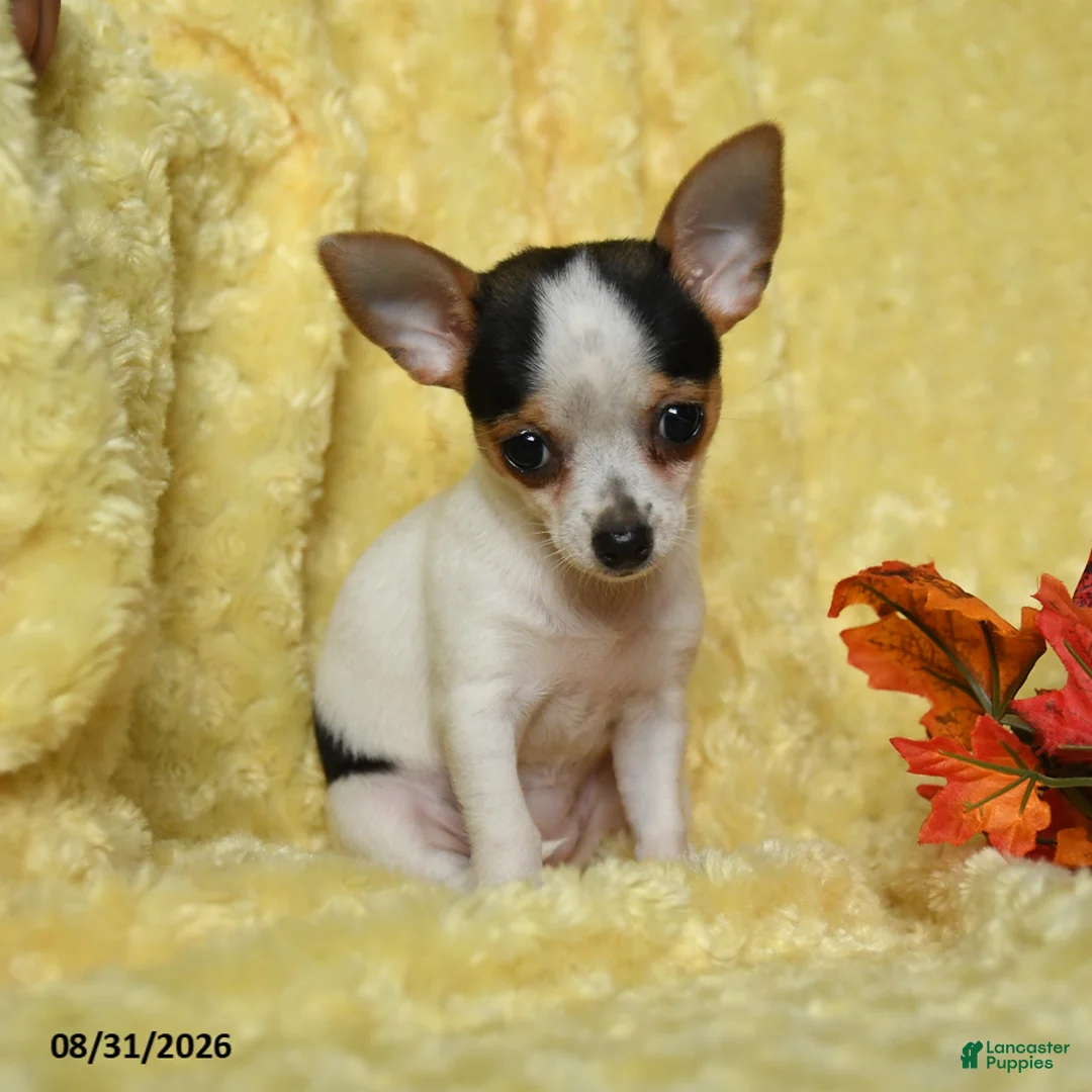 Chihuahua dogs for sale: Savannah - Ad 2