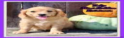 Miniature Golden Retriever dogs for sale: Tulip Female Mini Golden Retriever  - Ad 1