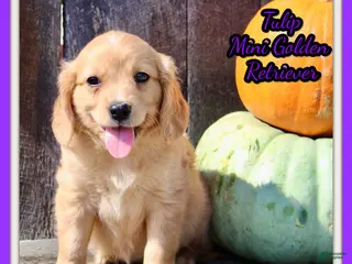 Miniature Golden Retriever dogs Tulip Female Mini Golden Retriever - Ad 19