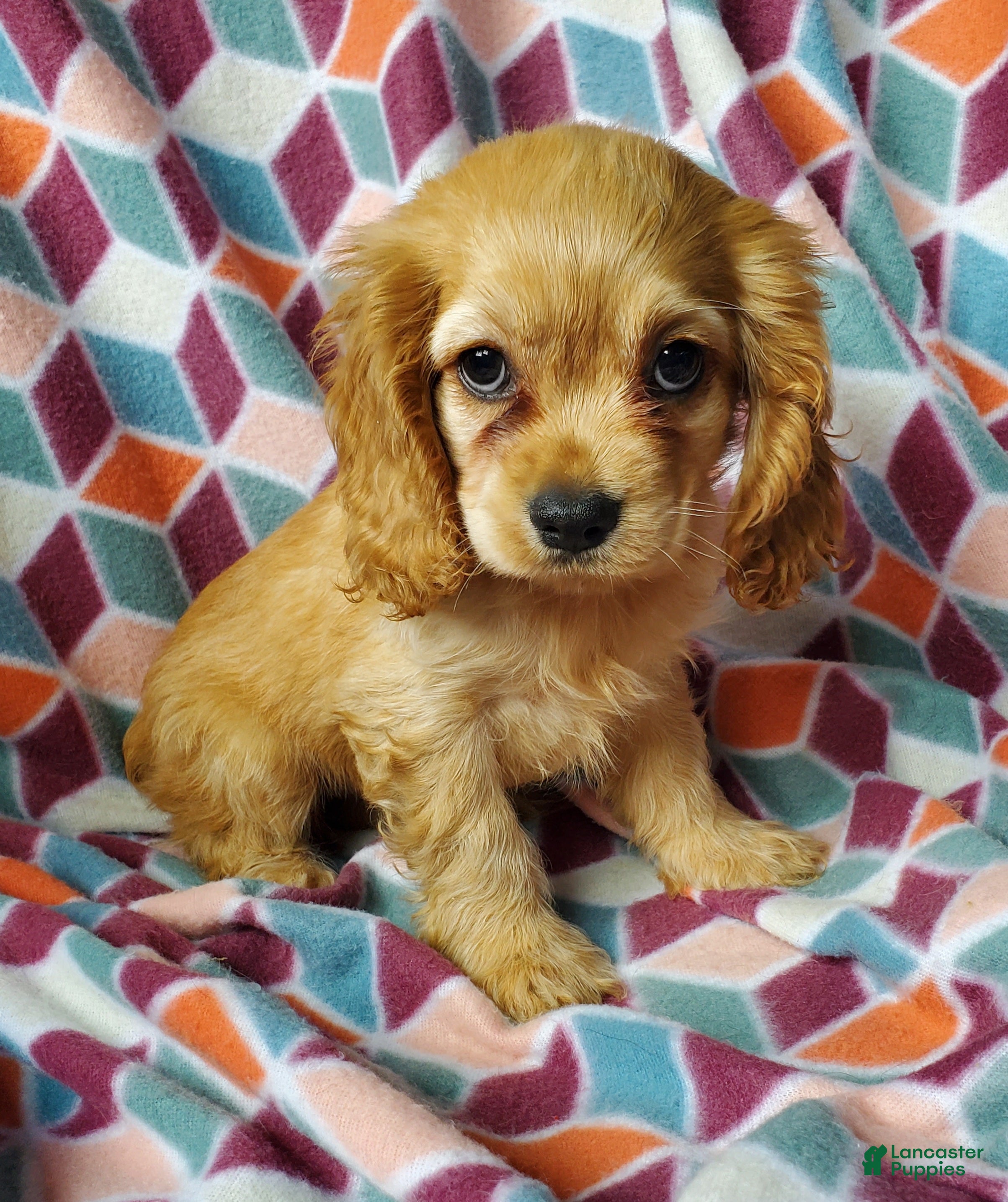 Cocker Spaniel dogs Mazy - Ad 2