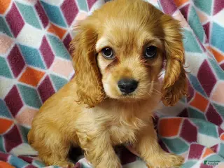 Cocker Spaniel dogs for sale: Mazy - Ad 1
