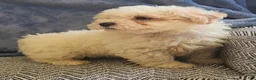 Mixed Breed dogs for sale: Ray - Ad 3