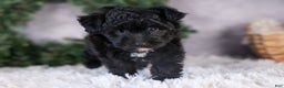 Mini Aussiedoodle dogs for sale: Kit Kat - Ad 36