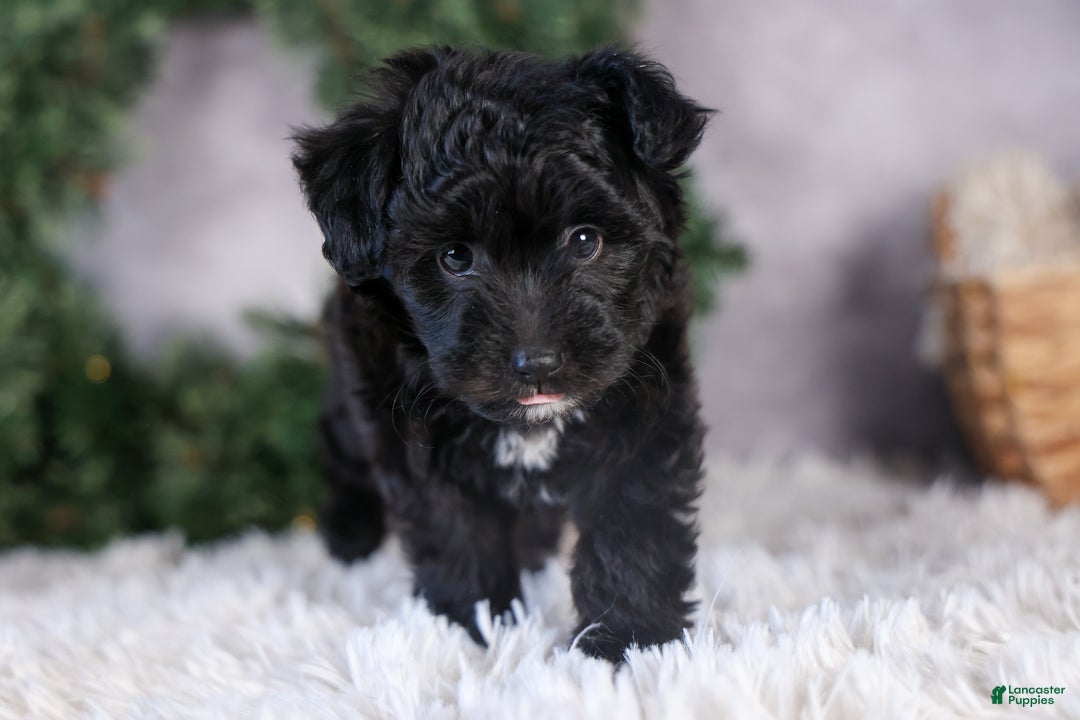 Mini Aussiedoodle dogs for sale: Kit Kat - Ad 36