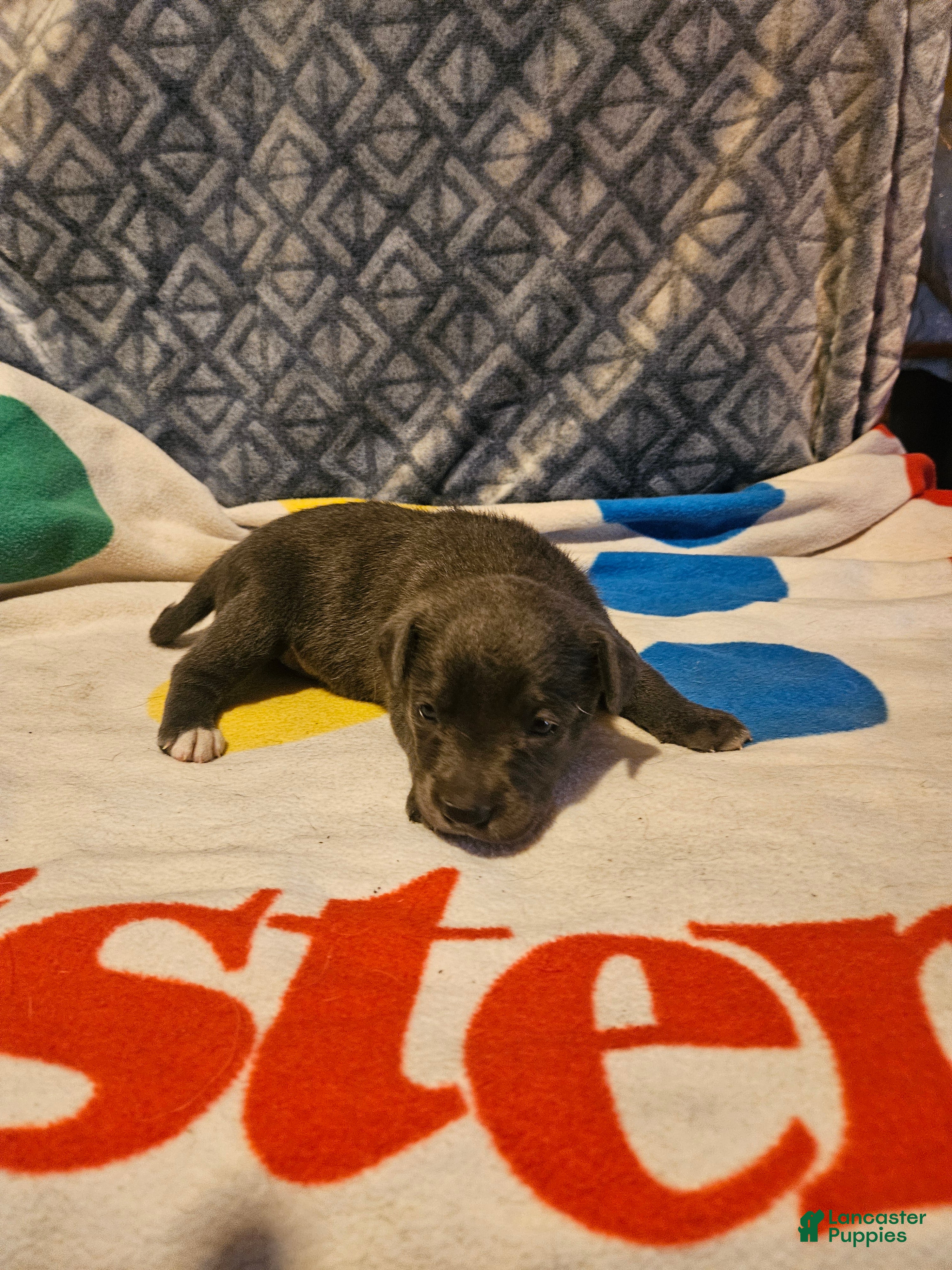 Border Collie dogs Filly - Ad 22