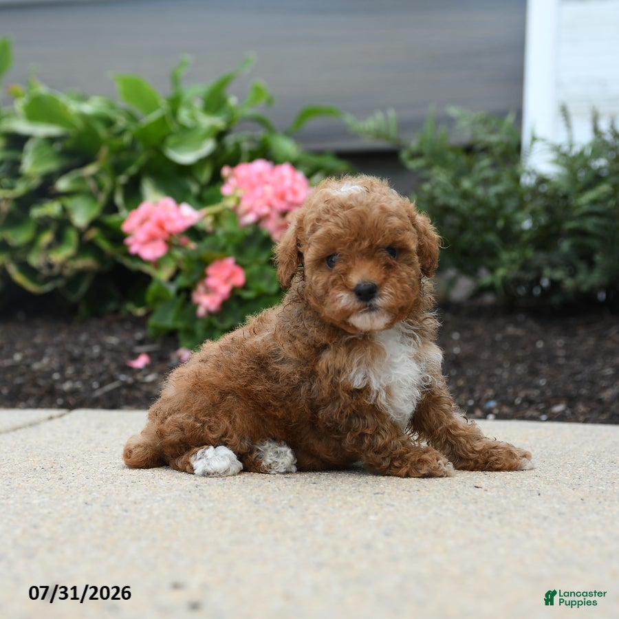 Toy Poodle dogs Bell  - Ad 2