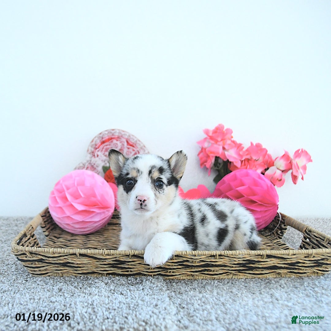 Welsh Corgi Pembroke dogs for sale: Lady - Ad 4
